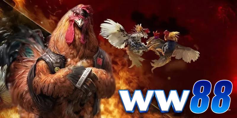 Đá Gà Ww88 – Sảnh Cược Thật, Nổ Kèo Lớn, Chơi Thả Ga 1 Đá Gà Ww88 – Sảnh Cược Thật, Nổ Kèo Lớn, Chơi Thả Ga