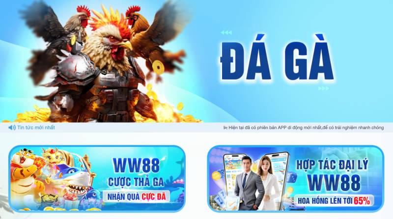 Đá Gà Ww88 – Sảnh Cược Thật, Nổ Kèo Lớn, Chơi Thả Ga 2 Đá gà WW88 là gì?