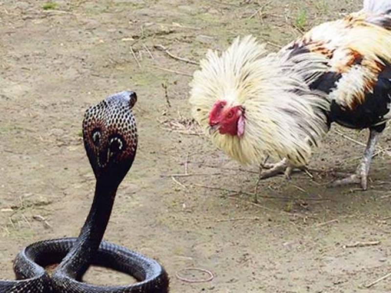 Cách Đánh Đề Theo Giấc Mơ - Bí Quyết Nhận Diện Số May Mắn 3 Mơ thấy con vật